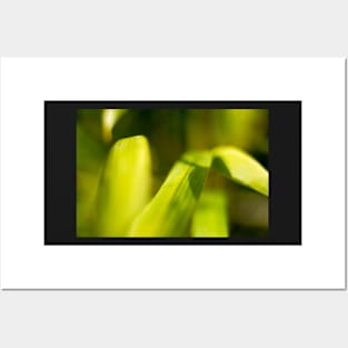 Fresh Spring Green Grass Posters and Art